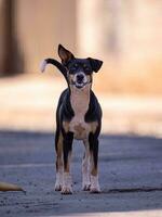 zoogdier klein schattig hond in straat foto