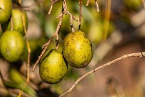 mombins boom fruit foto