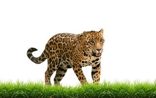 jaguar panthera onca met groen gras geïsoleerd foto