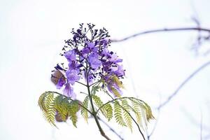 blauw jacaranda boom met bloemen en selectief focus foto