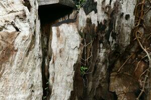 oud verweerd hout achtergrond structuur met kolken patroon foto