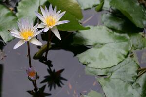 mooi wit lotus bloem met groen blad in in blauw vijver foto
