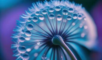 paardebloem zaad met dauw druppels Aan zacht blauw en paars achtergrond foto