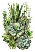 groen cactussen en vetplanten waterverf samenstelling Aan wit achtergrond foto