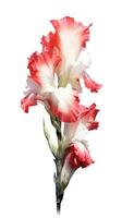 intens rood gladiolen boeket in hedendaags stijl Aan wit achtergrond generatief ai foto