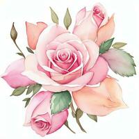 roze waterverf rozen clip art foto