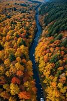 foto van de herfst Woud dar visie