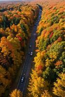 foto van de herfst Woud dar visie