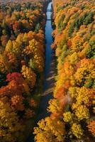 foto van de herfst Woud dar visie