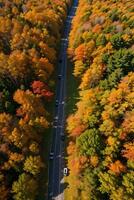 foto van de herfst Woud dar visie