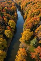 foto van de herfst Woud dar visie