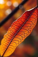 herfst bladeren macro schot met sudderen een waterdruppels foto