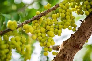 ster kruisbes fruit aan boom foto