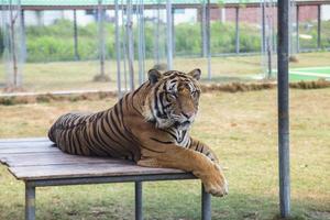 tijger in de dierentuin foto