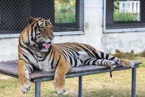 tijger in de dierentuin foto