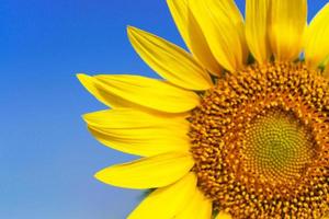 close-up van mooie zonnebloembloesem op blauwe hemel foto
