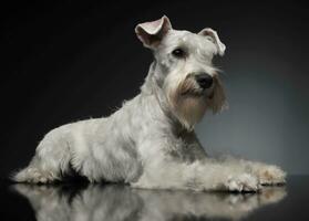 zoet wit miniatuur schnauzer in de grijs foto studio