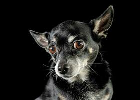 zwart schattig chihuahua in een zwart foto studio