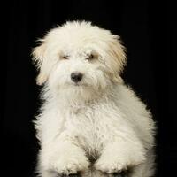 studio schot van een schattig Tibetaans terriër puppy foto