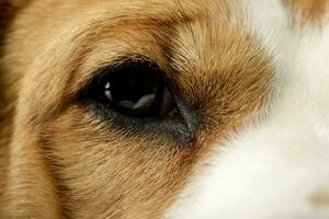 dichtbij schot van een aanbiddelijk beagle's oog foto