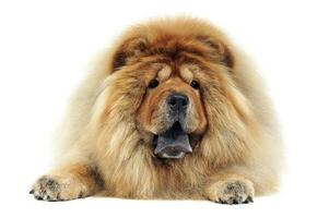 chow chow ontspannende in de wit studio foto