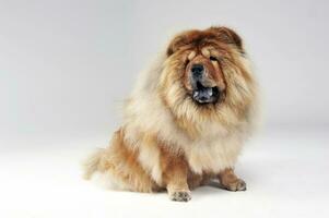 studio schot van een chow chow hond foto