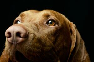 portret van een aanbiddelijk Hongaars vizsla foto