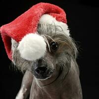 Chinese kuif- hond portret in een de kerstman claus hoed foto