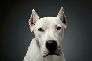 portret van een aanbiddelijk dogo Argentino op zoek merkwaardig Bij de camera foto