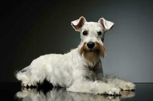 studio schot van een aanbiddelijk schnauzer foto