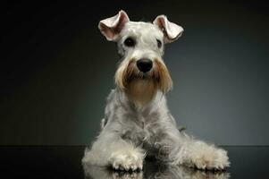 studio schot van een aanbiddelijk schnauzer foto