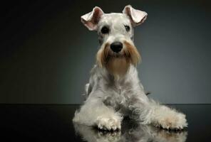 studio schot van een aanbiddelijk schnauzer foto