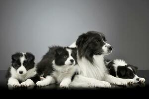 studio schot van drie schattig grens collie puppy met hun moeder foto