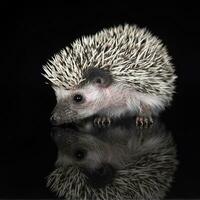 Afrikaanse egel in de donker foto studio