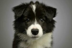 portret van een mooi grens collie puppy foto