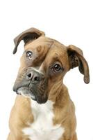 portret van een aanbiddelijk bokser puppy foto