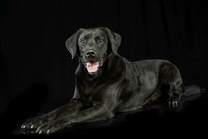 studio schot van een aanbiddelijk gemengd ras hond foto