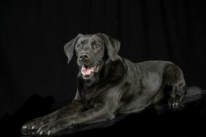 studio schot van een aanbiddelijk gemengd ras hond foto