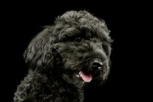 portret van een aanbiddelijk lagotto foto