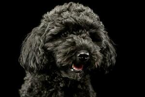 portret van een aanbiddelijk lagotto foto