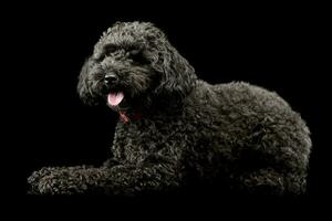 studio schot van een aanbiddelijk lagotto foto