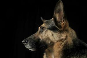 Duitse herder portret in de donker studio foto