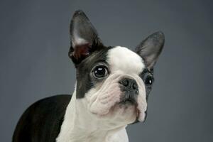 puppy Boston terriër portret in een grijs foto studio