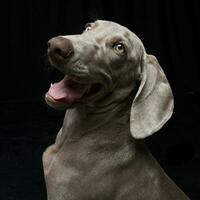 portret van een aanbiddelijk weimaraner hond foto