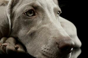 portret van een mooi weimaraner foto