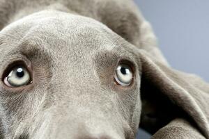 portret van een aanbiddelijk weimaraner hond foto