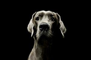portret van een aanbiddelijk deutsche hondje op zoek merkwaardig Bij de camera foto