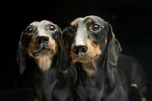 twee mooi hoor kort haar teckel portret in donker studio foto