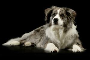 studio schot van een schattig grens collie puppy foto