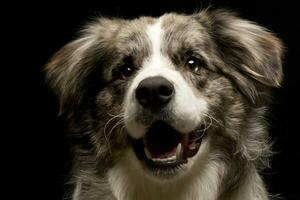 studio schot van een schattig grens collie puppy foto